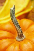 fresh pumpkin with stem