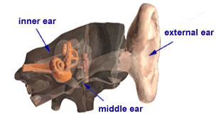 Areas of the Ear