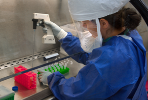biosafety level 3 technician working in hood with H7N9 virus