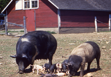 Two pigs with piglets eating in farmyard