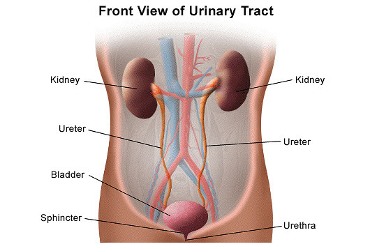 urinary tract